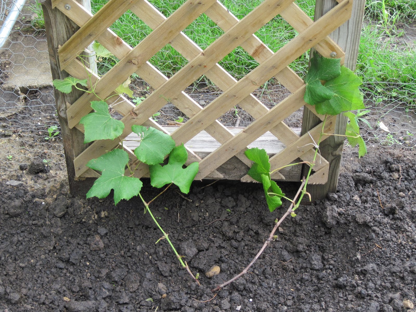 Growing Grapes in my Vineyard Planting a new Concord grape