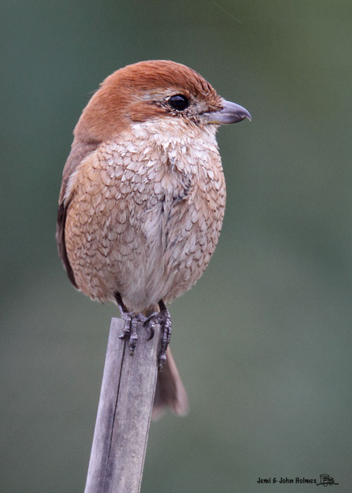 [BHShrike_005-01.jpg]