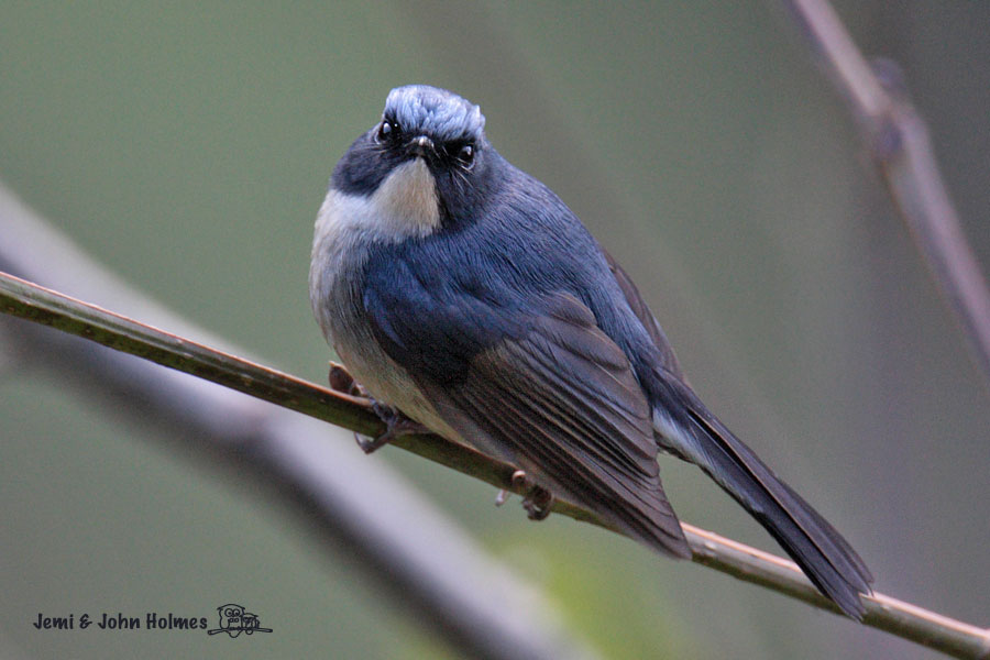 [Y09_SBFly_m-01.jpg]