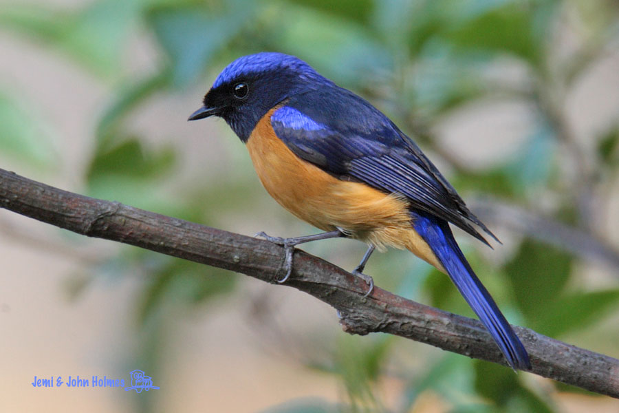 [Y09_RBNiltava_Cangshan-01.jpg]