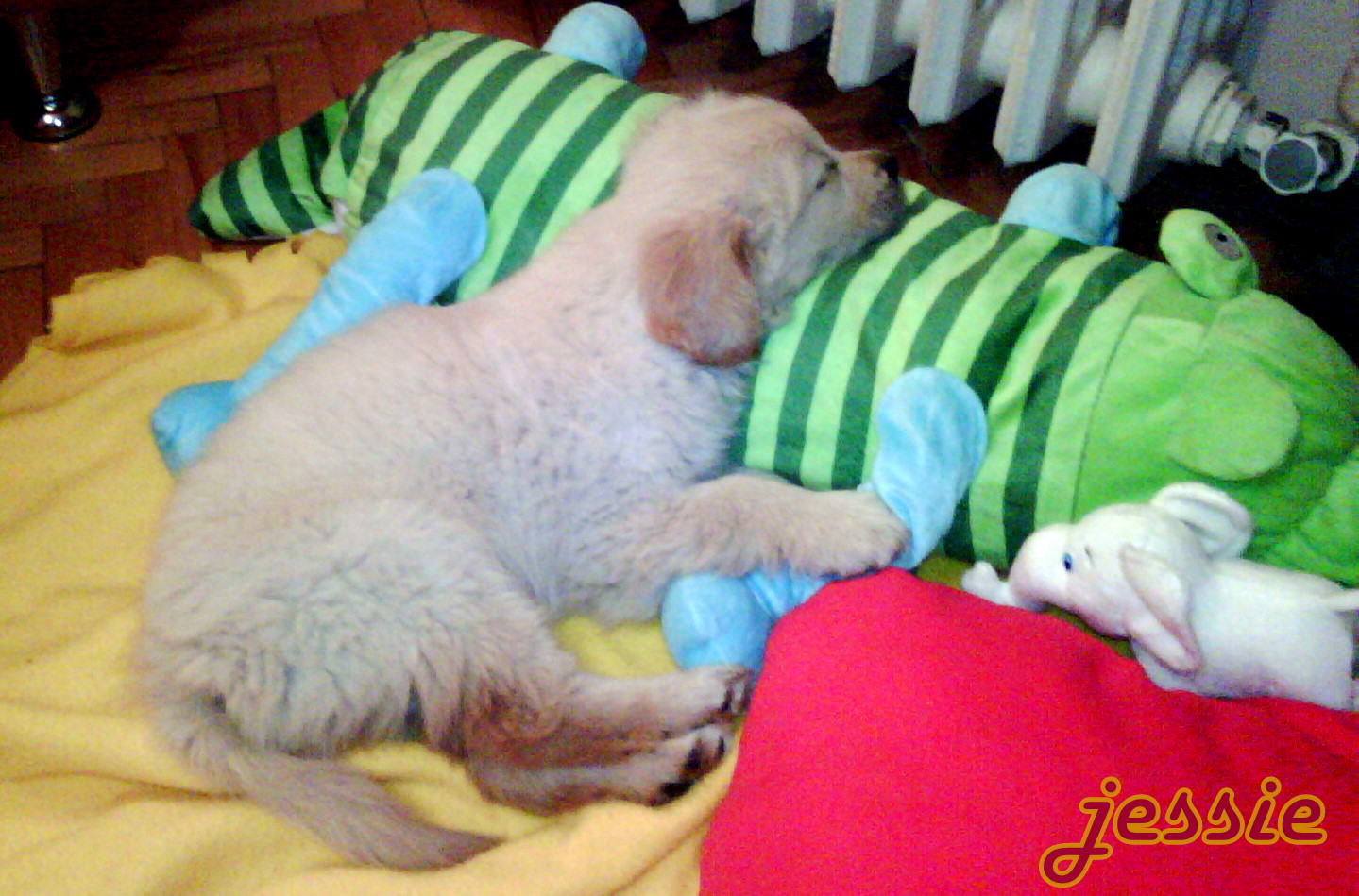 Golden Retriever Jessie Yavru Köpeğinizin Eğitimine Başlarken 3 İpucu