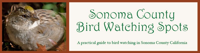 Sonoma County Bird Watching Spots