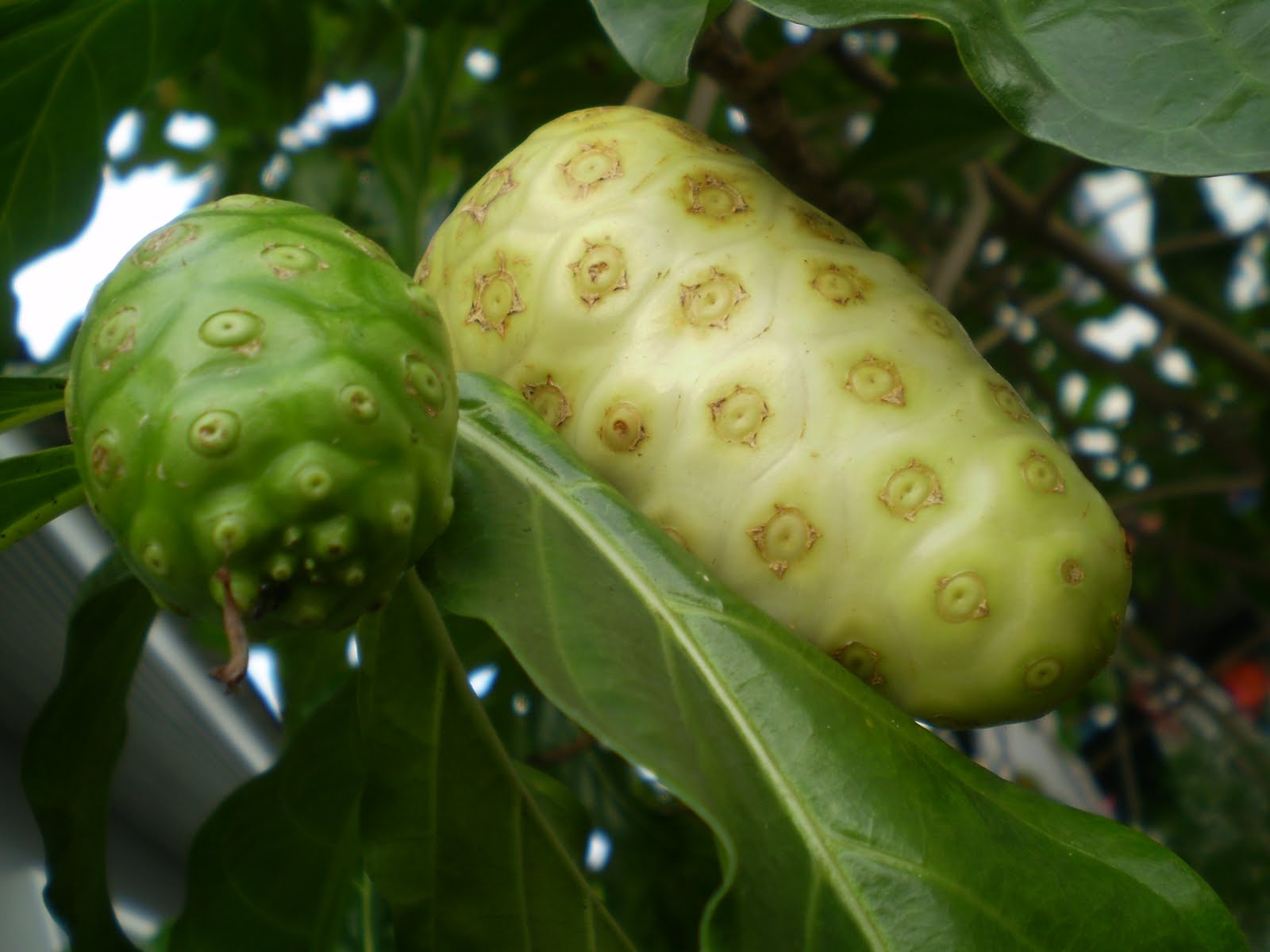 GO RIGHT IN....MY GARDEN Vomit fruit