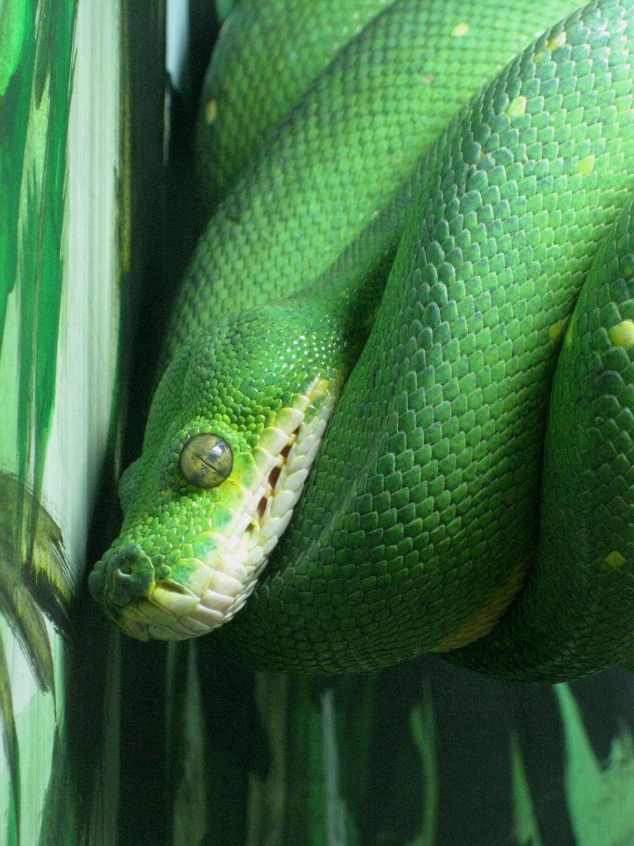 Damn Fresh Pics Beautiful Examples Of Green Photography