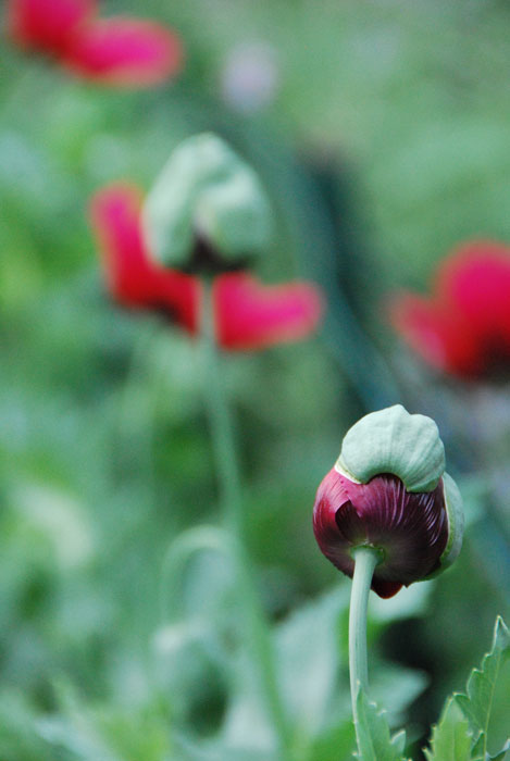 Vert: Poppies Bloom Day