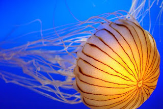 BELAJAR BIOLOGI DARI BONTANG Filum Cnidaria  Coelenterata  