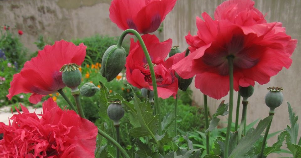 Poppy Rockrose Poppy Rockrose