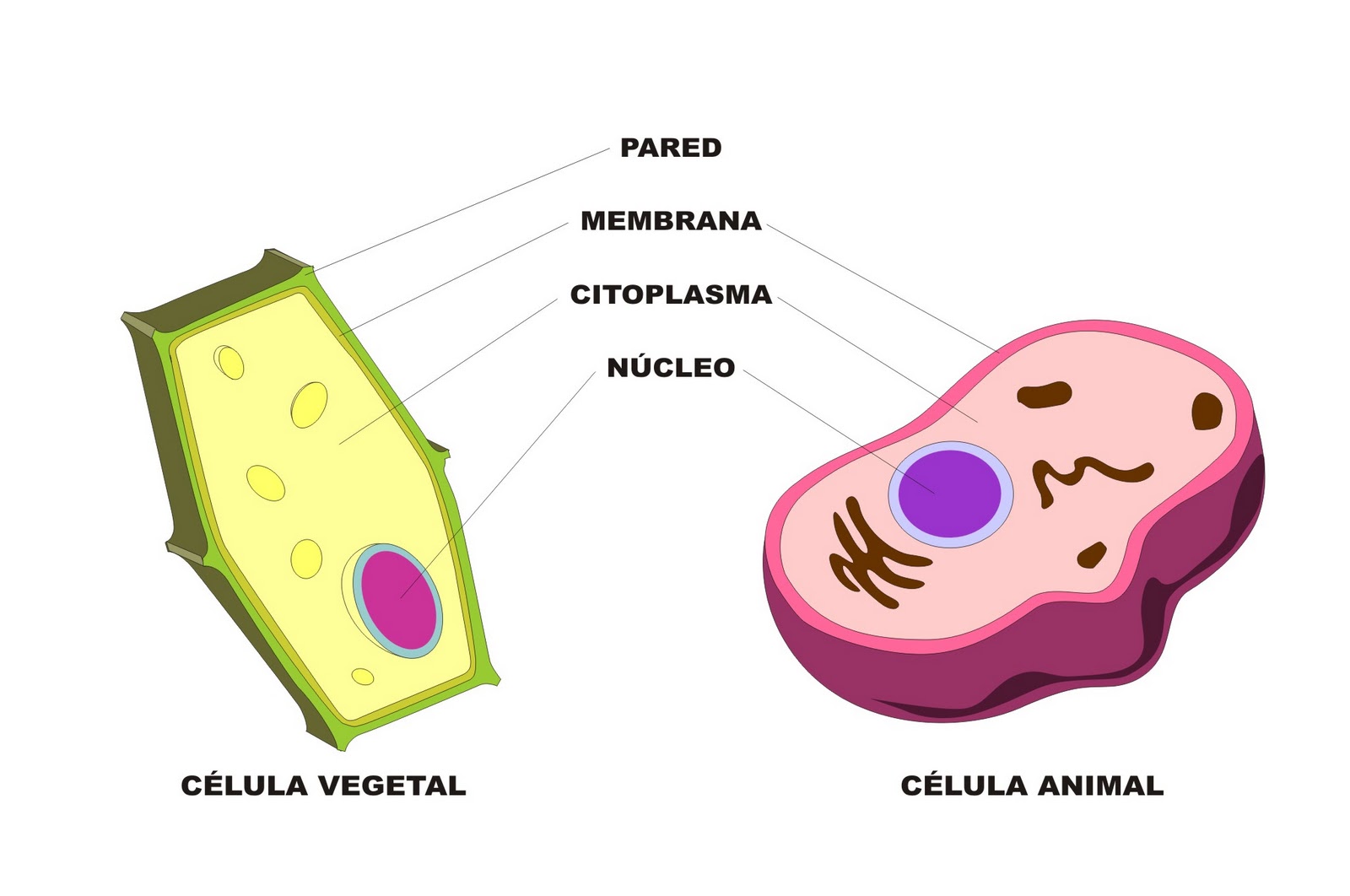 Aprendoticdolores Las células de los seres vivos uni y pluricelulares Aprendoticdolores Las células de los seres vivos uni y pluricelulares