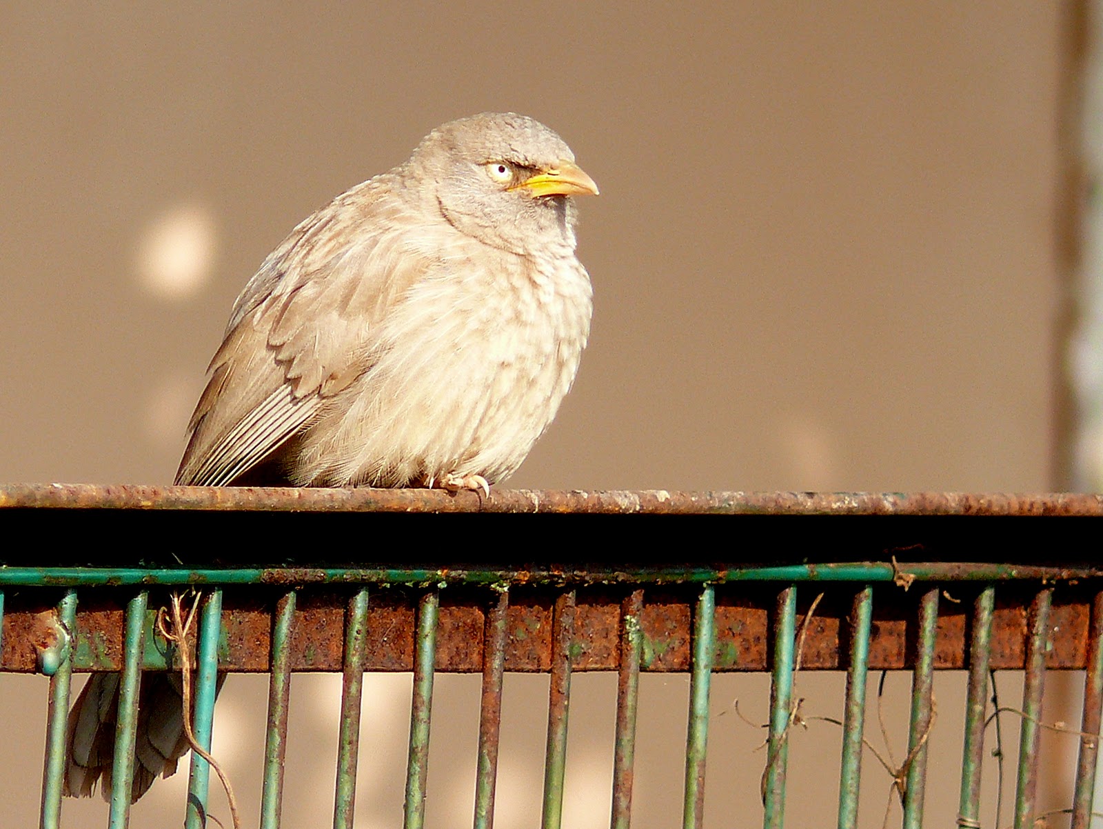 Soaring Seagull Grumpy
