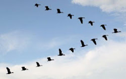 geese flying quotes together formation birds flock leadership ducks quotesgram minecraft fly tale quote winter south canada missional lisa yes