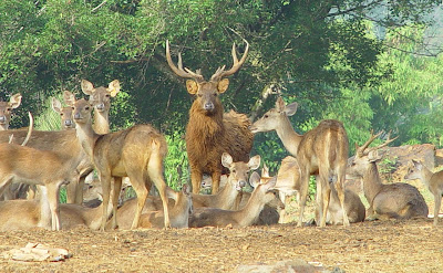 ADAM AGROFARM: TERNAK RUSA