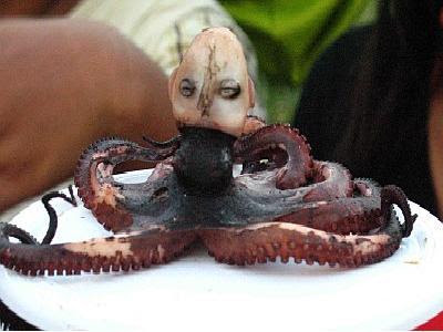 sotong2.jpg