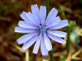 blue wild flower