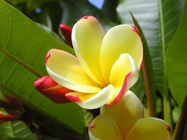 wild flower #2