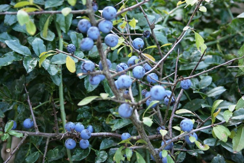 IL PRUNO SELVATICO ( PRUGNOLO O PRUNISCHEDDA) LE INCREDIBILI PROPRIETA’ SALUTARI DI