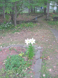 Our Easter Lily from last March