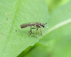 flies backyard genus species sure even am