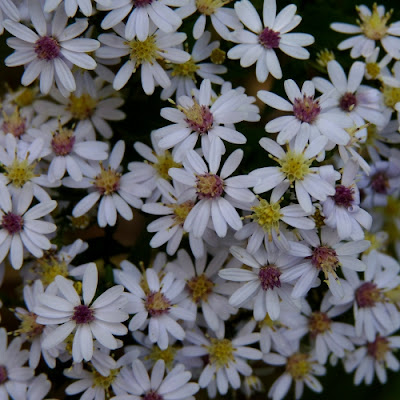 Dendroica: Small Asters
