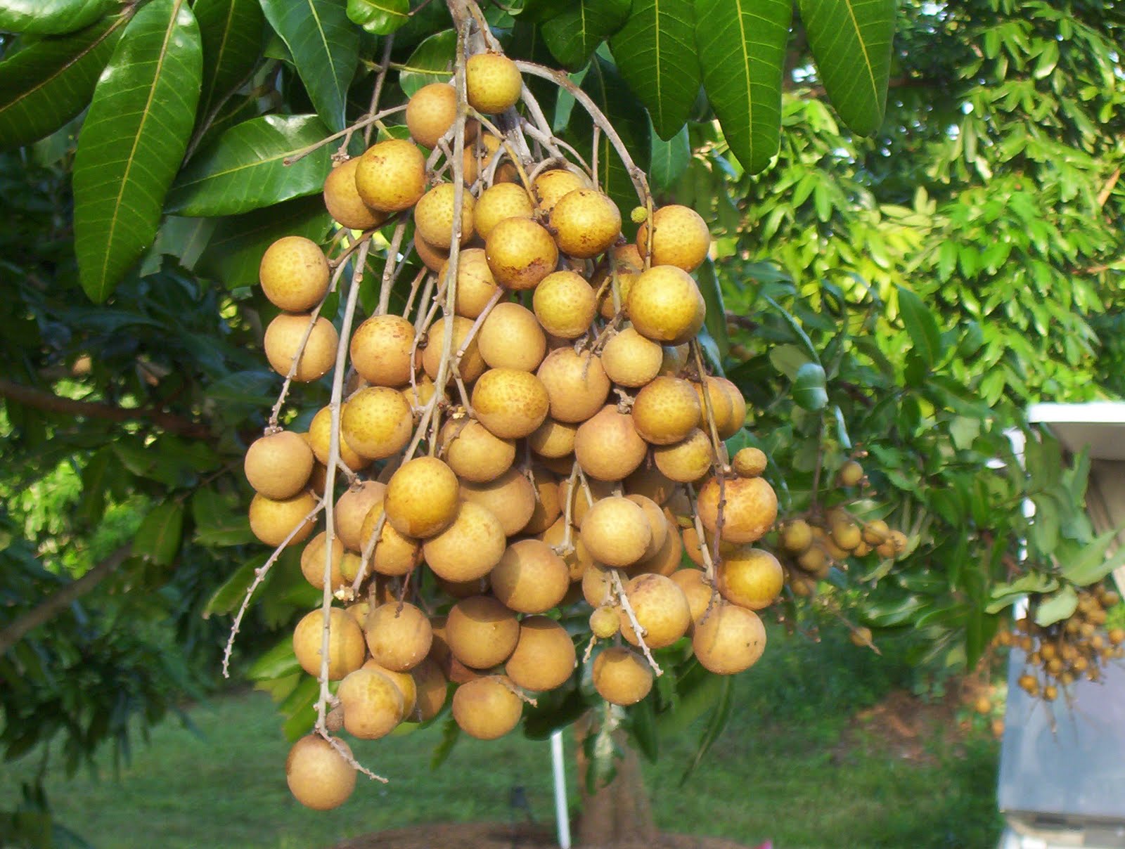 HWANGHON Asia Frutas