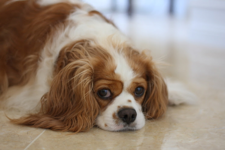 My Cavalier King Charles Rejects Being Rejected
