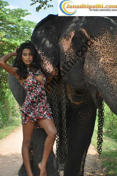 Hot Gossip Storys Elephant Girl Sri