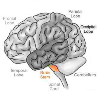 brain stem definition brain stem definition