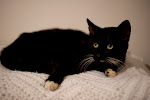 Johnny, aka Mr. Boots, aka Boo