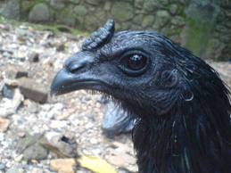 cemani6.jpeg