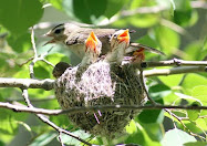 Vireo Nest