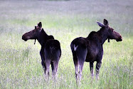 Moose in Granby