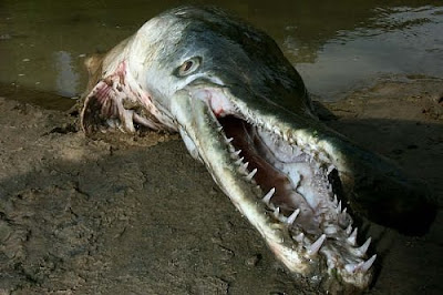 76 9 Monster Sungai Yang Mengerikan di Dunia