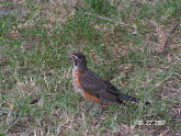 Juvenile Robin