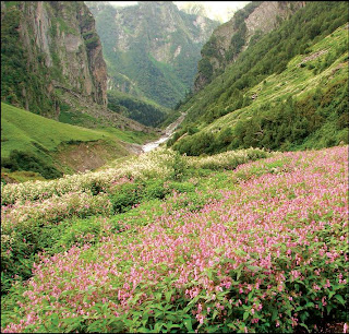 Valley of Flower Uttaranchal