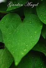 Clematis Leafs