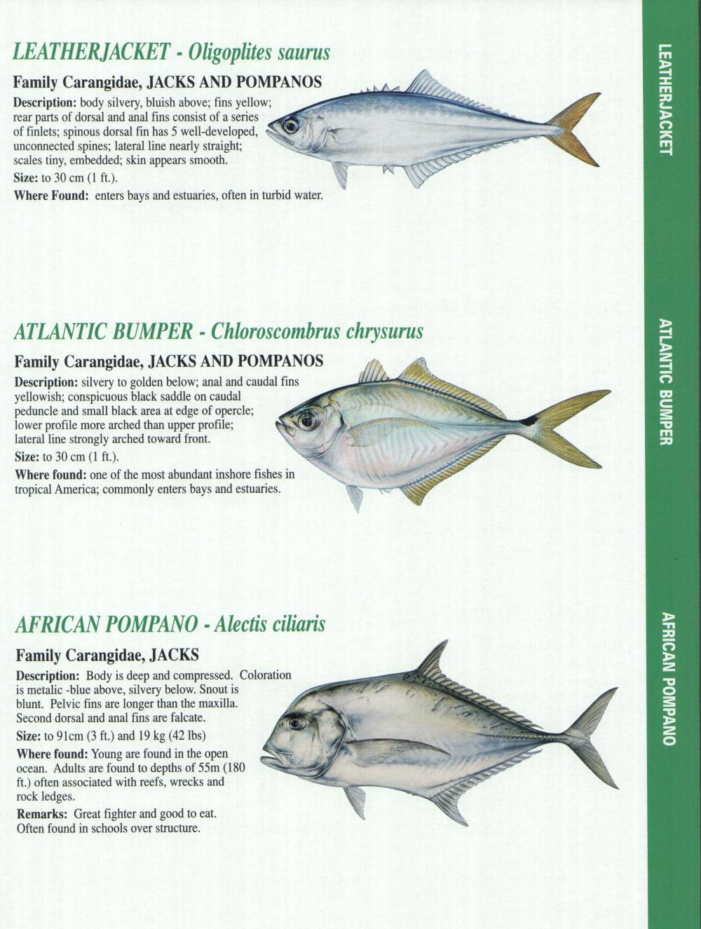 Florida Fish Size Chart