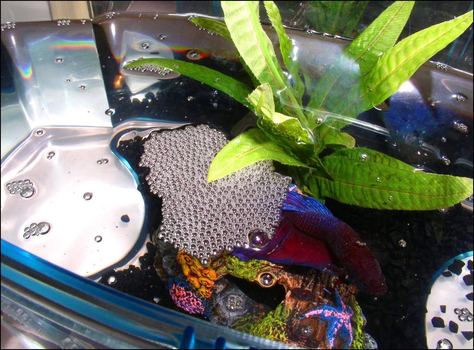 Musings of A Puddlist In B.C. On Every Path, A Puddle