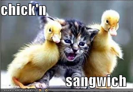 !!!!!!!lolcats-funny-pictures-chicken-sandwich.jpg