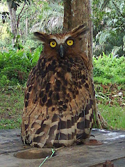My Owl
