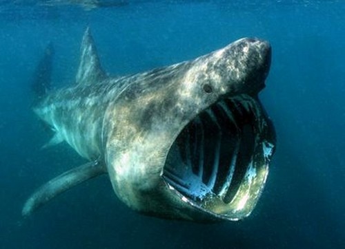 foto ikan hiu terbesar di dunia - gambar hewan