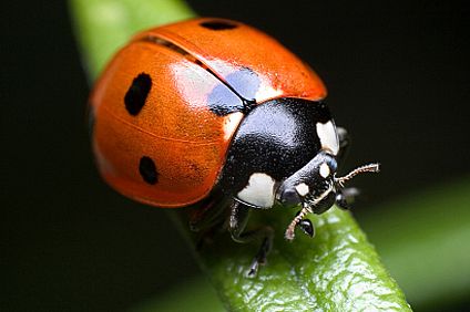 image: ladybug