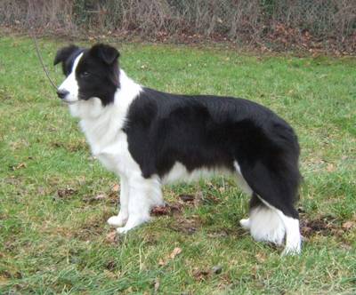 short haired border collies short haired border collies
