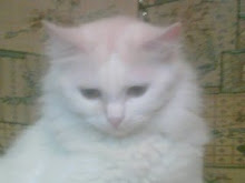 my lovely cat banota