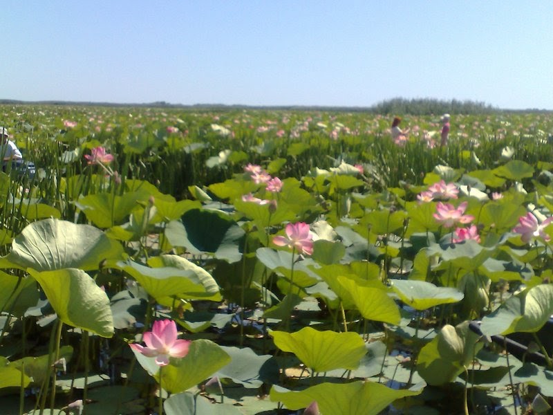 красивый лотос. река волга астрахань лотосы. лотос парк. парк лотос лепесток. здесь вы можете увидеть заросли цветущего лотоса.