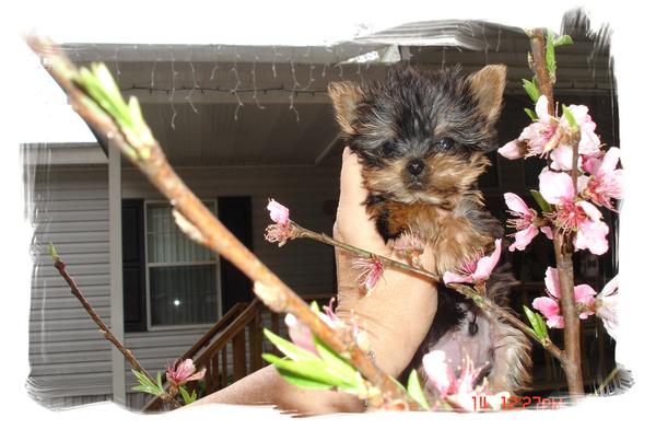 Chippy in the Peach Tree