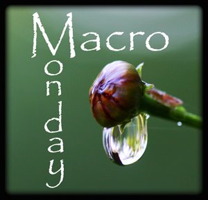 [Macro+Monday.jpg]