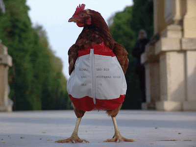 chicken-719460+copy.gif