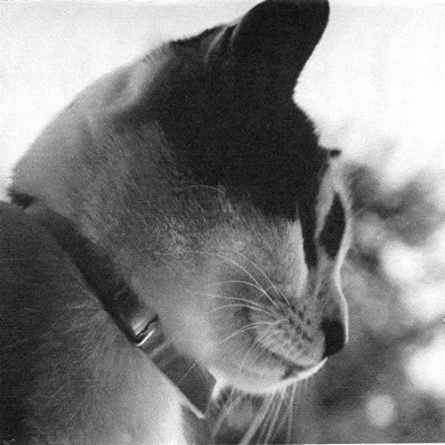 [tn_2008+05+03+SPS+nelson+close.jpg]