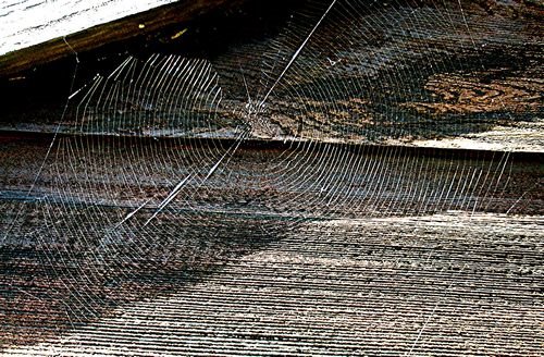 [tn_spiders+web+on+wood.jpg]