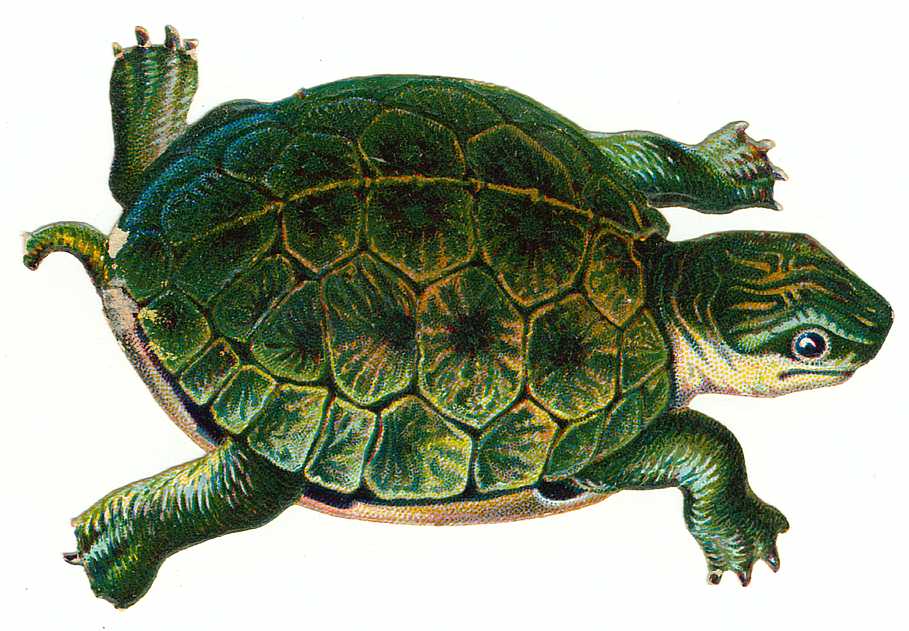 T turtle. Вышивка крестом черепаха. Схема вышивки черепаха. Черепаха гладью. Вышивка крестиком черепаха.