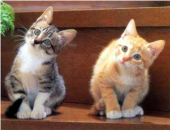 KonuMerak_Kedi_398.jpg